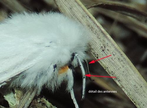 Réf. 286 003 : Spilosoma urticae